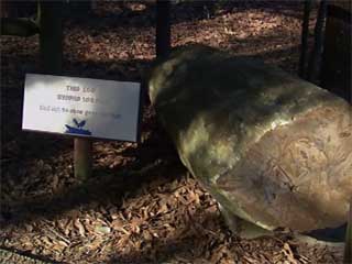 صور Mississippi Petrified Forest ألطَّقص